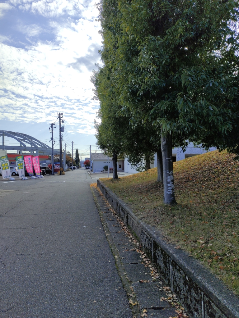 飲食店横の道沿いにあるどんぐりの落ちていた木